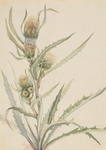 Ostropestřec bílý Cirsium hookeranum, n.d. od Mary Vaux Walcott