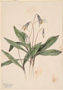 Pstružík bílý (Erythronium albidum)