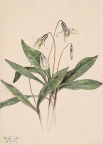 Pstruh bílý Erythronium albidum, 1919. od Mary Vaux Walcott