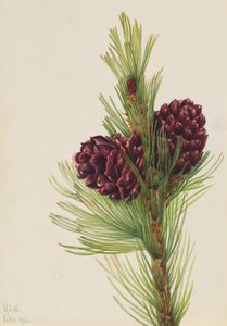 Borovice bělokorá Pinus albicaulis, 1931. od Mary Vaux Walcott