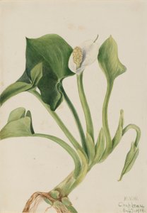 Kalla bahenní (Calla palustris) od Mary Vaux Walcott