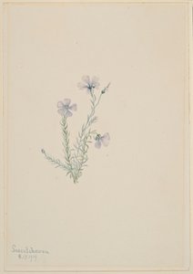 Len divoký (Linum lewisii) od Mary Vaux Walcott