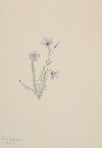 Divoký len Linum lewisii, 1919 od Mary Vaux Walcott