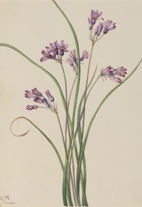 Divoký hyacint (Brodiaea pulchella) od Mary Vaux Walcott