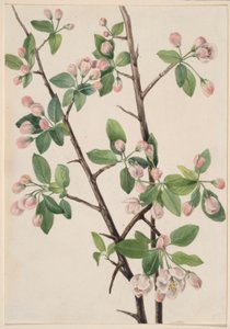 Divoký sladký krab (Malus coronaria) od Mary Vaux Walcott
