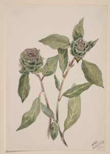 Vrba (Salix) od Mary Vaux Walcott