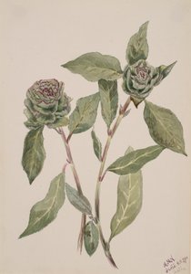Willow Salix, 1900. od Mary Vaux Walcott