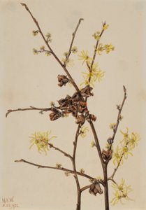 Vilín viržinský (Hamamelis virginiana) od Mary Vaux Walcott