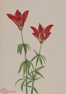 Dřevěná lilie Lilium philadelphicum, 1932. od Mary Vaux Walcott