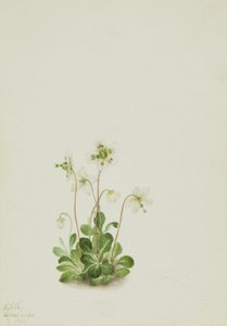 Nymfa lesní (Moneses uniflora) od Mary Vaux Walcott