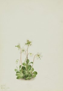 Wood Nymph Moneses uniflora, 1925. od Mary Vaux Walcott