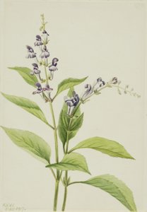 Dřevěná čepice Scutellaria serrata, 1917. od Mary Vaux Walcott