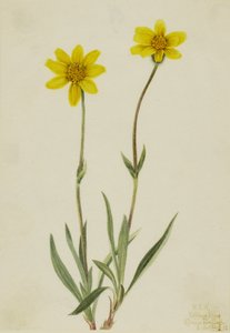 Arnika vlnatá (Arnica tomentosa) od Mary Vaux Walcott