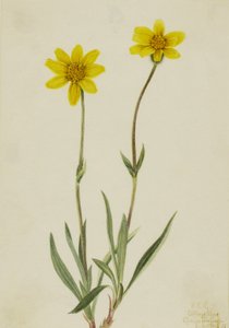 Arnica vlněná Arnica tomentosa, 1920. od Mary Vaux Walcott