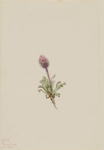 Vlnatka pestrá (Erigeron lanatus)