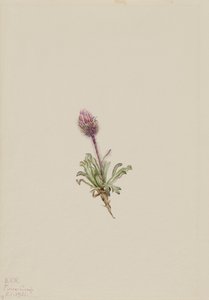 Woolly Fleabane Erigeron lanatus, 1921. od Mary Vaux Walcott