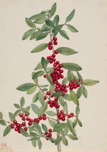 Jaupon (Ilex vomitoria) od Mary Vaux Walcott