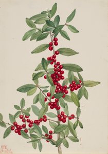 Yaupon Ilex vomitoria, 1926. od Mary Vaux Walcott