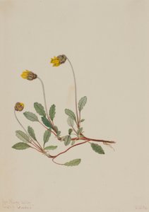Dryáda žlutá (Dryas drummondii) od Mary Vaux Walcott