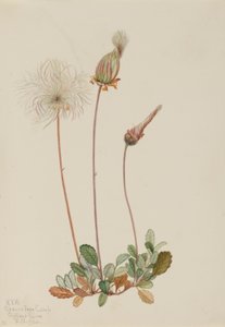 Dryáda žlutá (plod) (Dryas drummondii) od Mary Vaux Walcott
