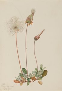 Žluté ovoce Dryad Dryas drummondii, 1920. od Mary Vaux Walcott