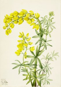 Lupina žlutá (Lupinis arboreus) od Mary Vaux Walcott