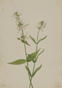 Pěnišník žlutý (Pentstemon confertus) od Mary Vaux Walcott