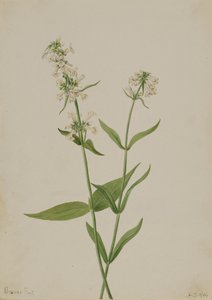 Žlutý Penstemon Penstemon confertus, 1904. od Mary Vaux Walcott