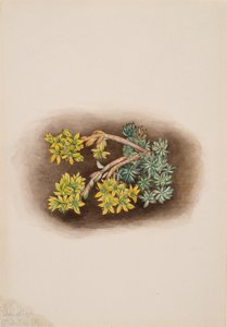 Rozchodník žlutý Sedum stenopetalum, 1922. od Mary Vaux Walcott