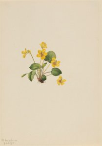 Žlutá fialka (Viola orbiculata) od Mary Vaux Walcott