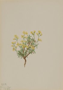 Žlutá vrbová tráva, 1922. od Mary Vaux Walcott
