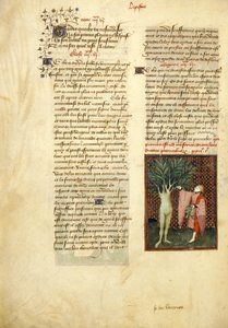 Harley 4431, f.134v Apollo a Daphne, z 