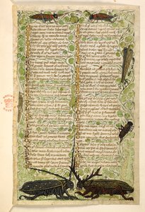 Přidat. 28841, f.2: Rohatí brouci, cvrčci a lokus.  Pojednání o ctnostech a neřestech a anonymní prozaická historie Sicílie (fragment)  Cocharelli