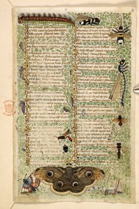 Přidat. 28841, f.4: Vosy, můry, vážky a housenka, z Pojednání o ctnostech a neřestech a anonymní historie prózy Sicílie (fragment), kolem 1330-40 (vellum)