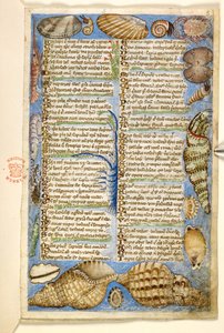 Přidat. 28841, f.5: Mušle a mořští tvorové z Pojednání o ctnostech a neřestech a anonymní prozaická historie Sicílie (fragment), kolem 1330-40 (vellum)