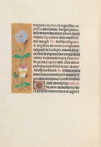 Hodiny královny Isabely Katolické, královny Španělska: Fol. 162v, c. 1500. od Master of the First Prayerbook of Maximillian