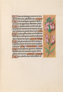 Hodiny královny Isabely Katolické, královny Španělska: Fol. 207r, c. 1500. od Master of the First Prayerbook of Maximillian