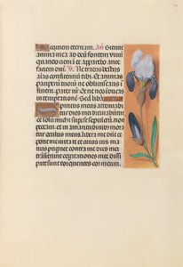 Hodiny královny Isabely Katolické, královny Španělska: Fol. 244r, c. 1500. od Master of the First Prayerbook of Maximillian