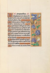 Hodiny španělské královny Isabely Katolické:  Fol. 59r od Master of the First Prayerbook of Maximillian