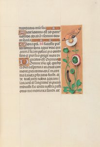 Hodiny královny Isabely Katolické, královny Španělska: Fol. 76r, c. 1500. od Master of the First Prayerbook of Maximillian