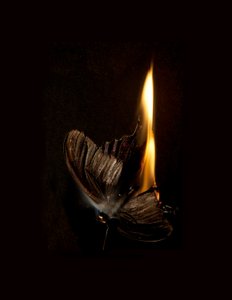 Hořící motýl 13, 2013 (Lambda print) od Mat Collishaw