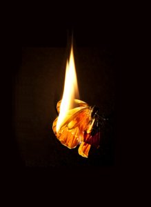 Hořící motýl 17, 2013 (Lambda print) od Mat Collishaw