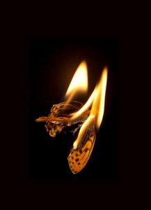 Hořící motýl 20, 2013 (Lambda print) od Mat Collishaw