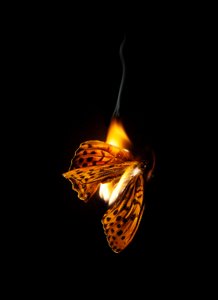 Hořící motýl 25, 2013 (Lambda print) od Mat Collishaw