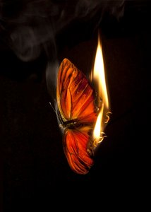 Hořící motýl 2, 2013 (Lambda print) od Mat Collishaw
