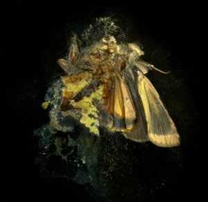 Insekticid 12, 2006 (fotografie typu C) od Mat Collishaw