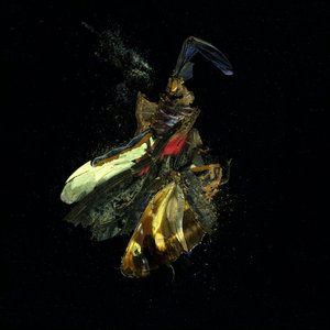Insekticid 18, 2009 (fotografie typu C) od Mat Collishaw