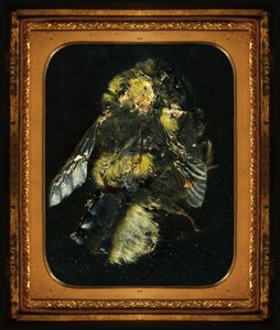Insekticid 2, 2006 (fotografie typu C) od Mat Collishaw
