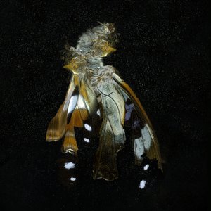 Insekticid 38, 2011 (fotografie typu C) od Mat Collishaw