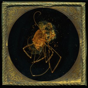 Insekticid 5, 2006 (fotografie typu C) od Mat Collishaw